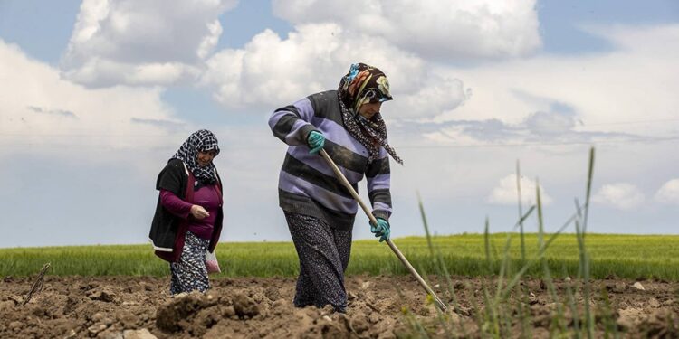 Çiftçi borç batağında, Ziraat Bankası’nın faiz geliri rekor kırdı